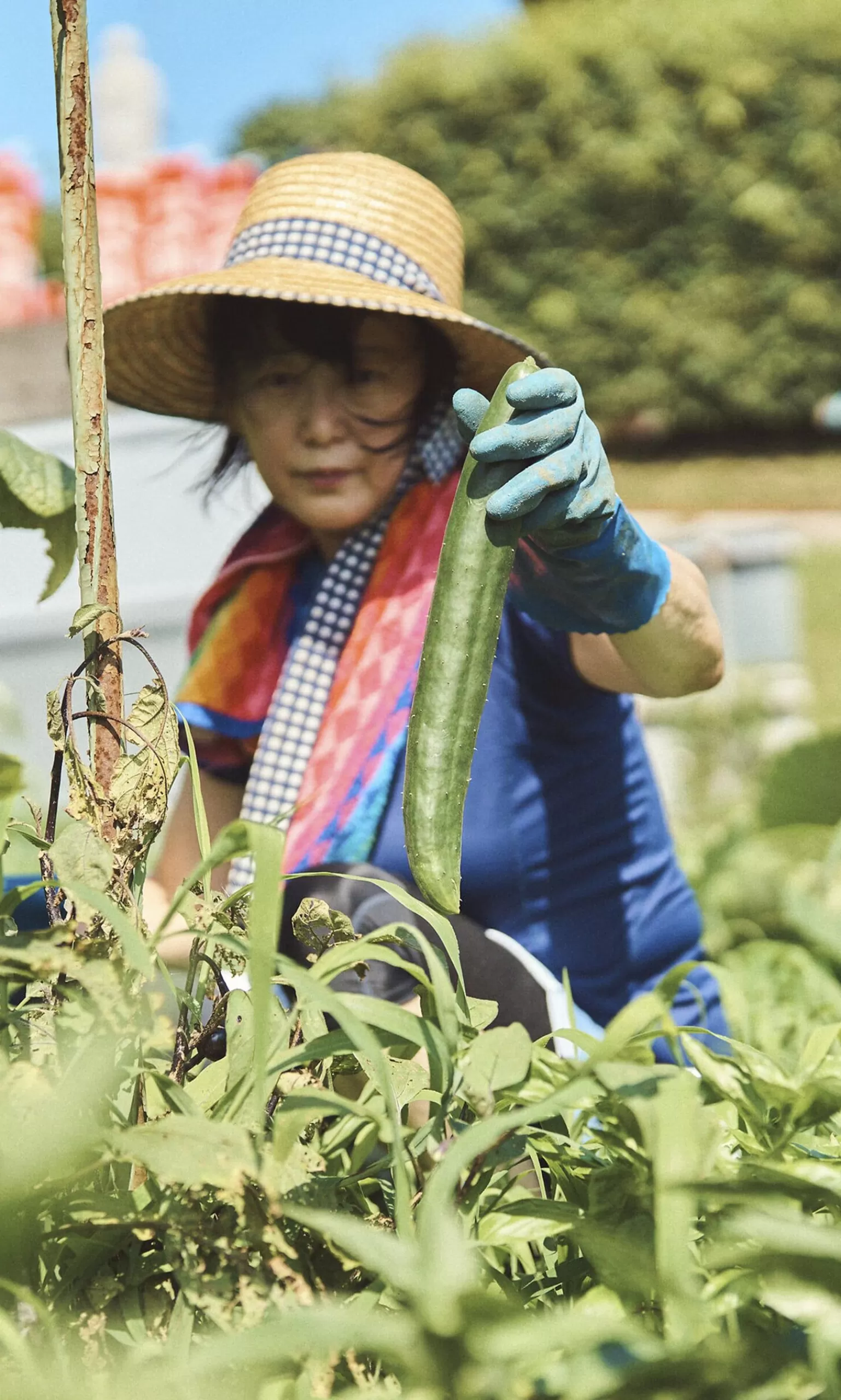 Niwaki Japanese Cucumber Seeds^Women Gardening