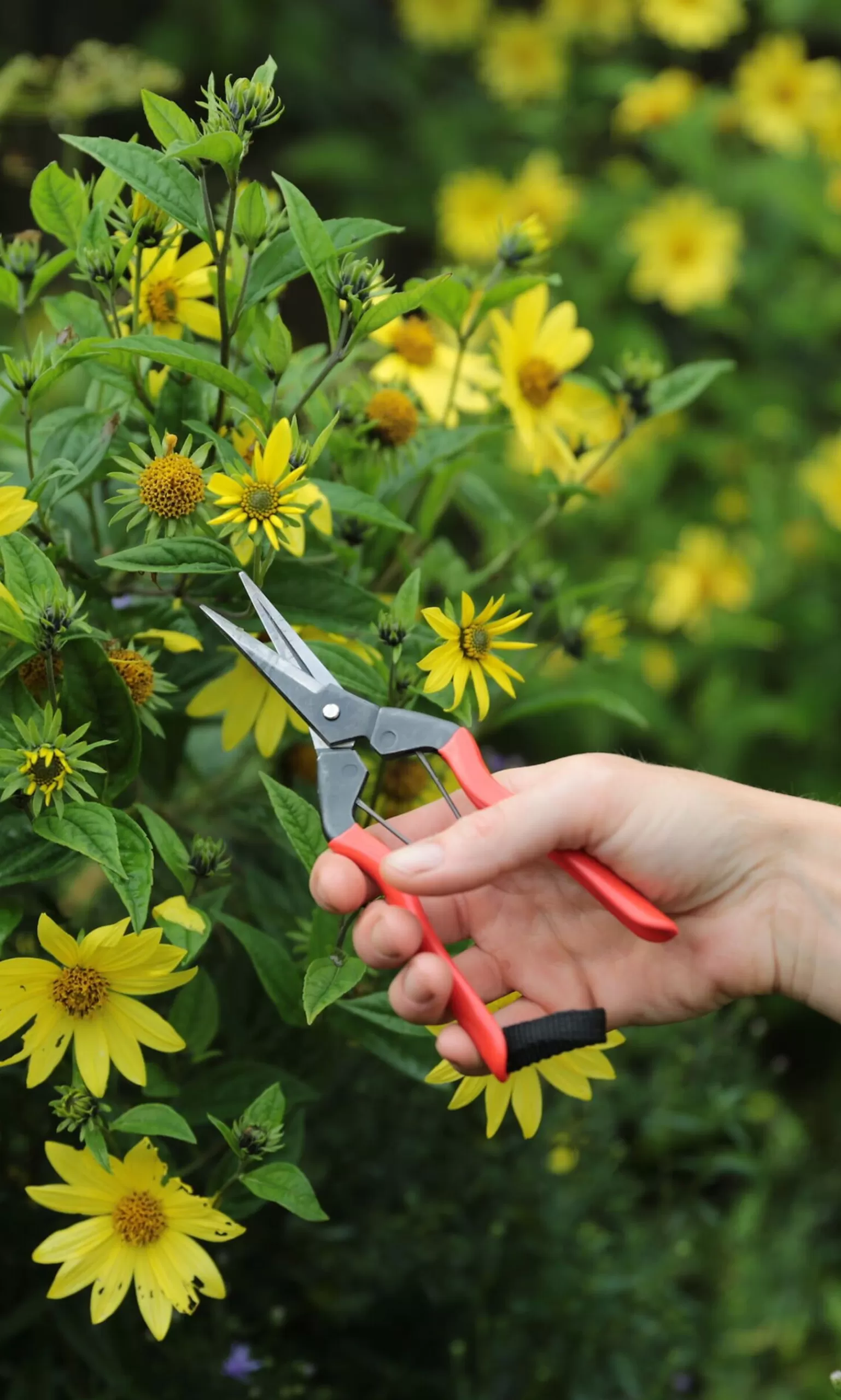 Niwaki Red Garden Snips^Women Gardening